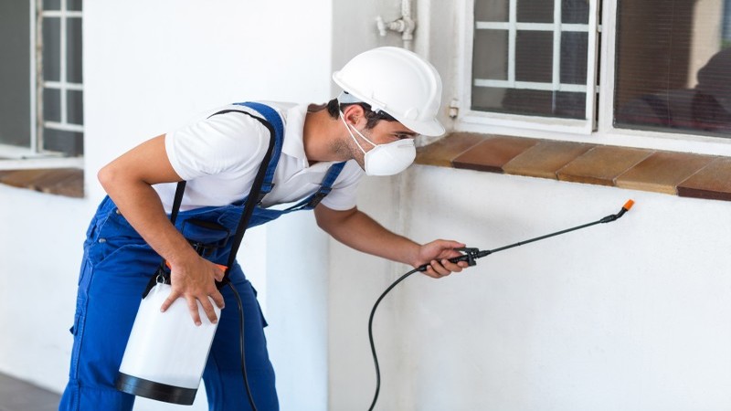Finding Great Pest Control Services in Canberra