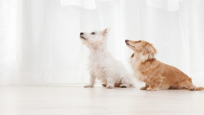 Why Regular Visits to the Animal Doctor in Los Angeles, CA, Are Important