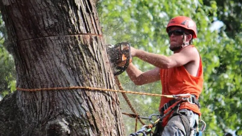 Professional Tree Removal in Marietta, GA, Is the Way to Go