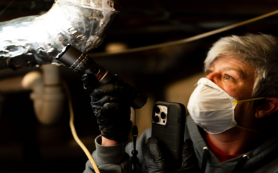 Understanding Black Mold Removal Cost in Newnan, GA