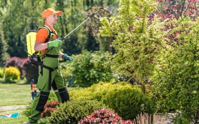 Effective Mosquito Yard Treatment in Haymarket, VA for a Bite-Free Summer