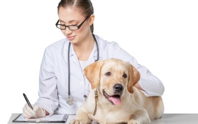 Best Veterinary Hospital in Los Angeles: Comprehensive Care for Your Pet