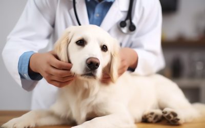 Why Choosing a Cat Vet Clinic Monmouth County NJ Ensures Purrfect Feline Health
