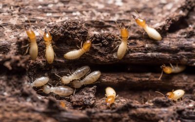 Prevent Costly Damage With Termite Control NJ Solutions for Your Home or Business