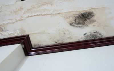 Safeguard Your Home with Water Damage Restoration in Downers Grove, IL That Lasts