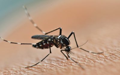 Protect Your Home And Family With Effective Mosquito Control Barnstable County MA Solutions